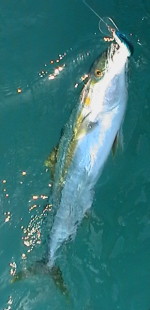 Pesca embarcado  Mar del plata