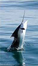Pesca embarcado  Mar del plata