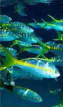 cardumen tropical