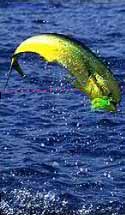 Pesca embarcado  Mar del plata