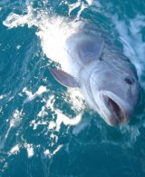 Pesca embarcado  Mar del plata