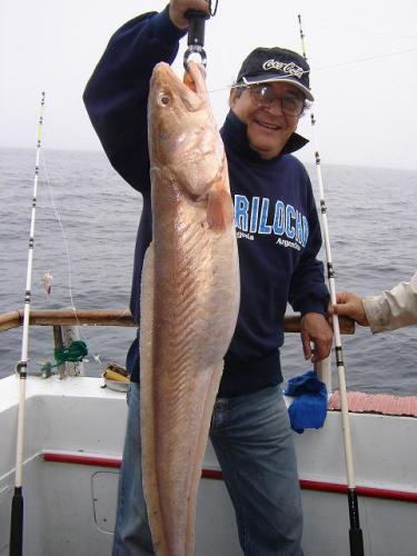 CHERNIAS Y ABADEJOS